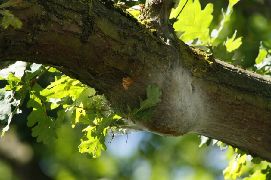 OPM caterpillar nest